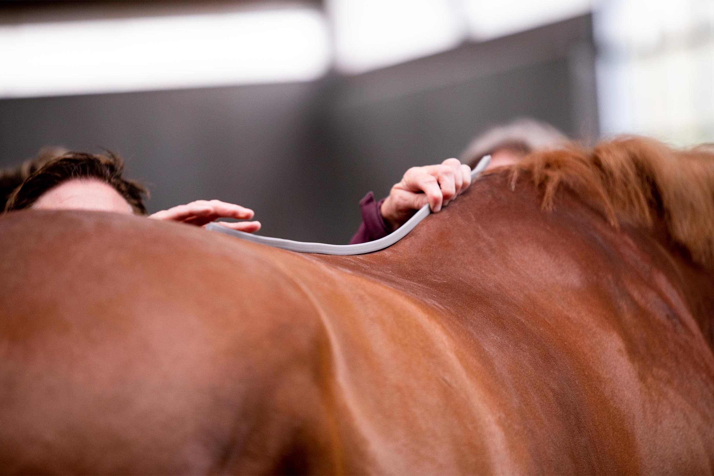 Past jouw zadel nog? Signalen waarmee je paard aangeeft dat er iets mis is